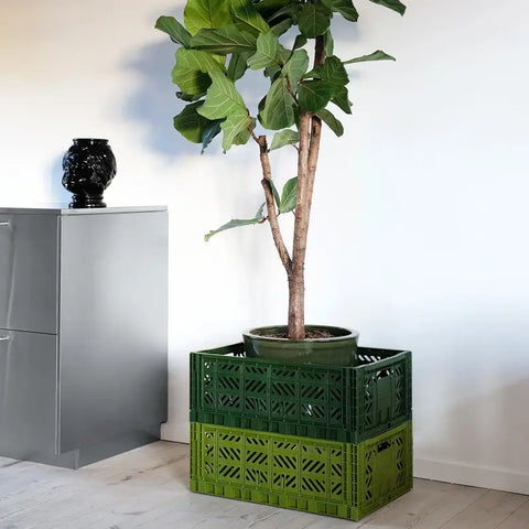 Ein getöpferter Feigenbaum steht in einer Aykasa Ay-Kasa Klappbox Midi auf einem hellen Holzboden, neben einem grauen Schrank mit einer schwarzen Vase, der an einer weißen Wand steht.