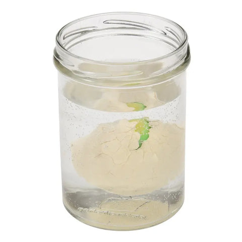 In einem transparenten Glasgefäß befindet sich ein blasses, zerbrochenes Dinosaurier-Ei zum Ausbrüten von Rex London, aus dessen Mitte ein kleines grünes Dino-Baby herausragt.